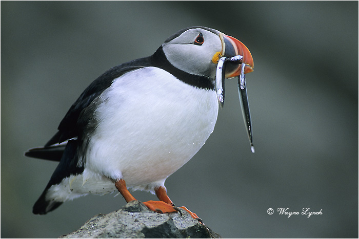 Atlantic Puffin 103 by Dr. Wayne Lynch &copy;